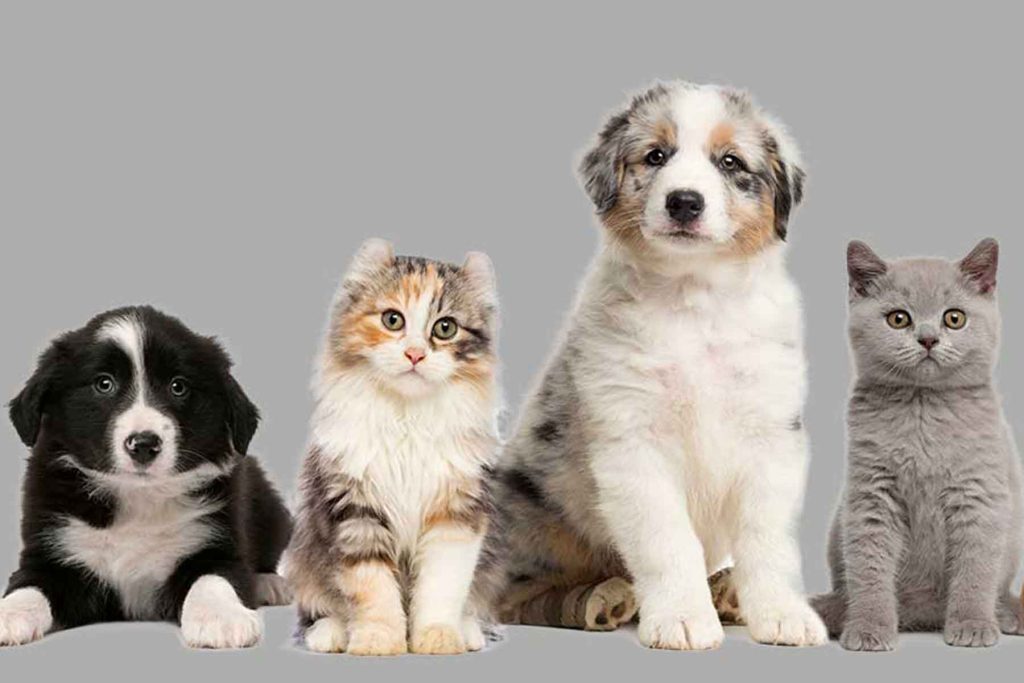 Understanding Your Pet's Messages: Knowing what your animal friend is saying